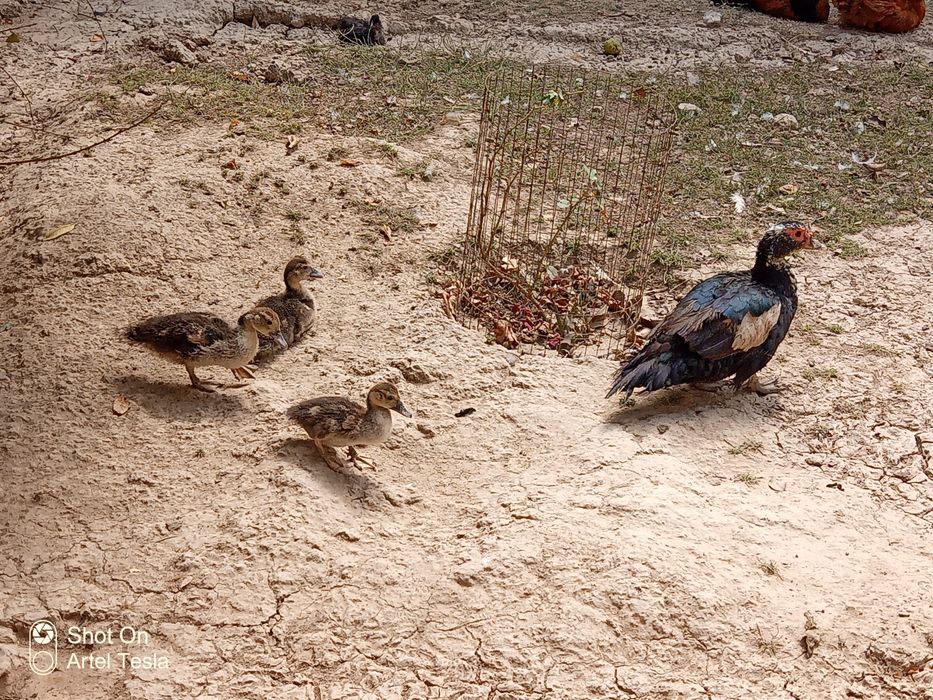 Indiutkalar va oʻrdak bor !