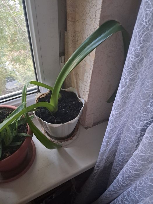 Продам цветы комнатные