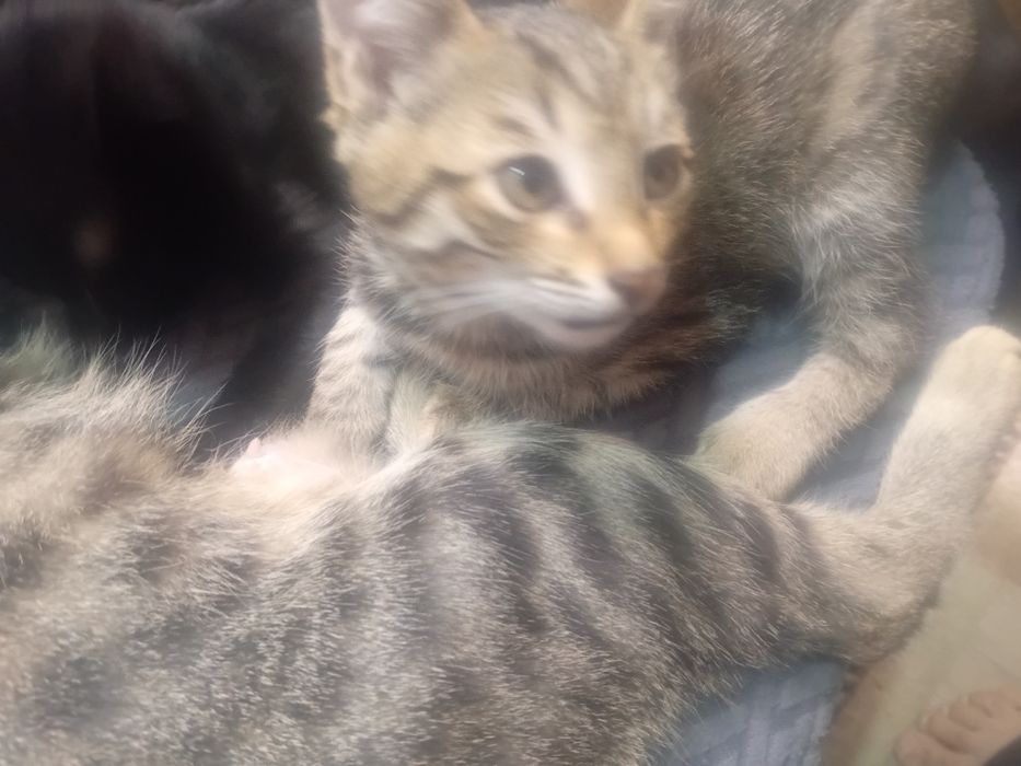 Котята в хорошие руки