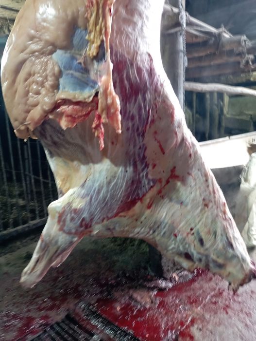 Продам жирный соғым разных возрастов