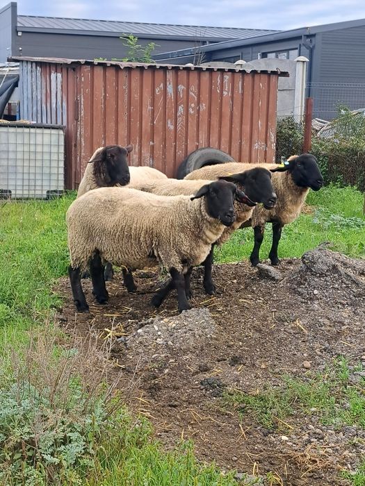 Berbec suffolk  2 ani