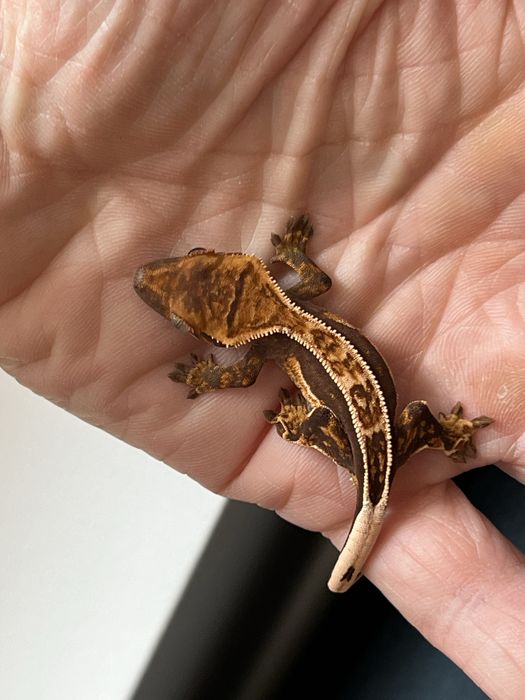 Soparla crested gecko si chahoua gecko