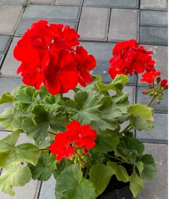 Герань. Пеларгония сортовая от 2000