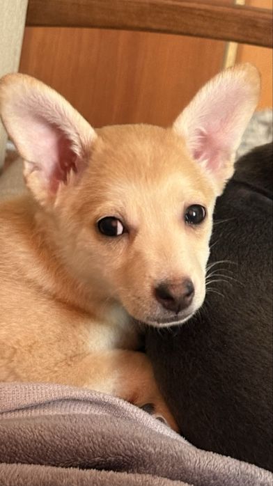 отдам девочку в добрые руки.