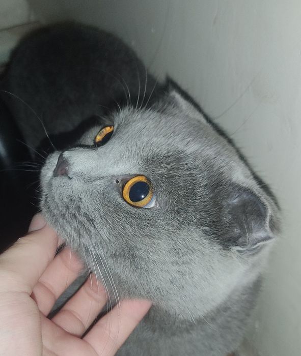 Mushuk zotdor Scottish fold