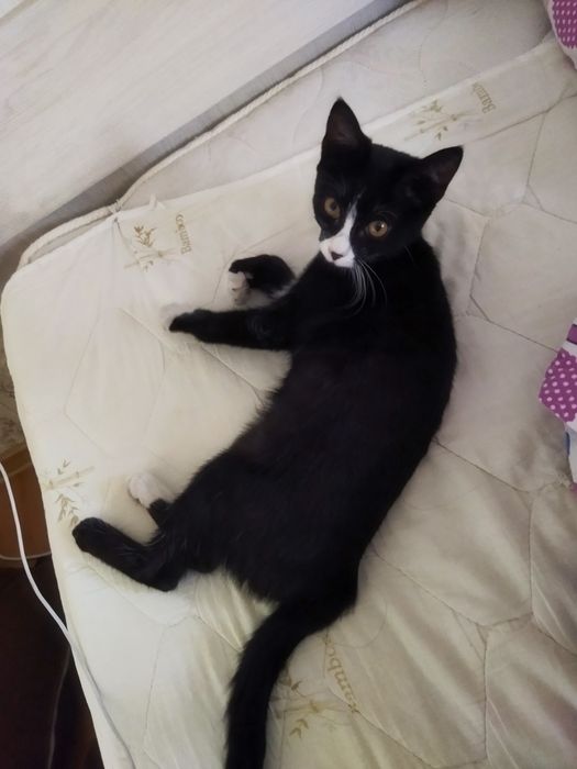Котенок в добрые руки