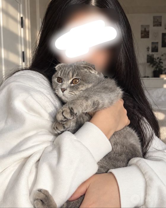 Зоти: Scottish Fold