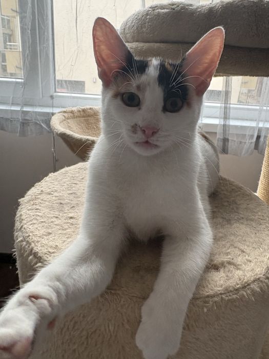 Женско коте на 4 месеца