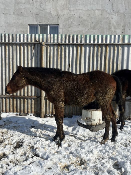 Жабағы Тай сатылады Тиманың баласы