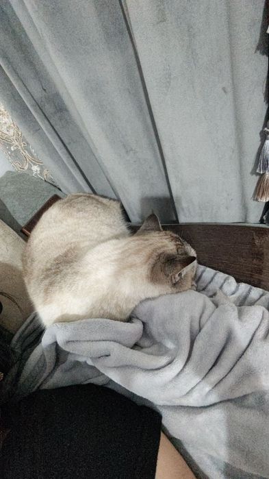 Mushuk sotiladi parodali