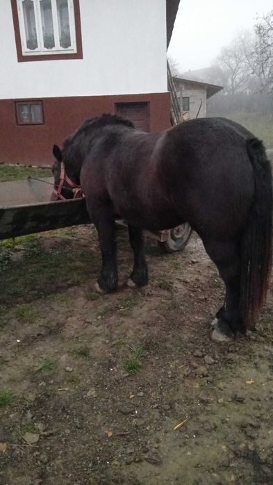 Mânză de vânzare!