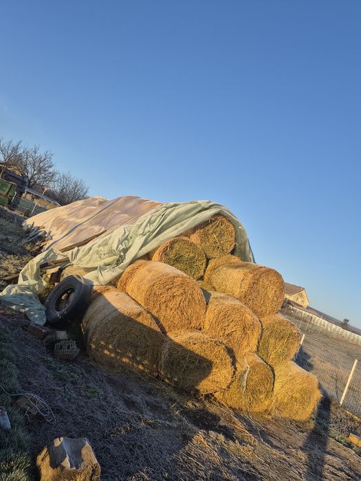 Baloti  lucerna legati cu plasa