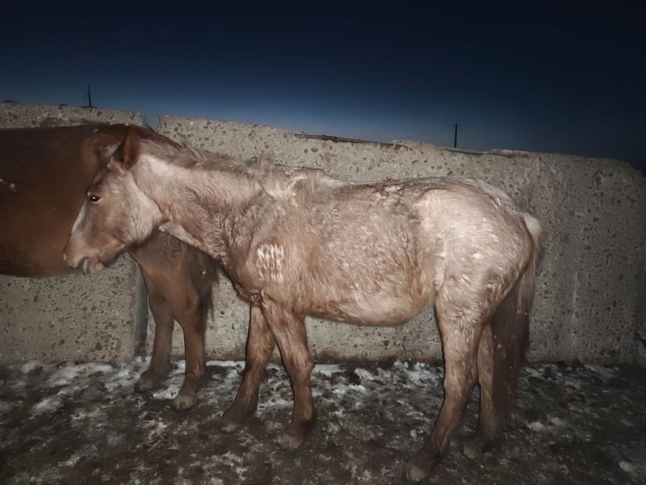 Продам лошадей оптом