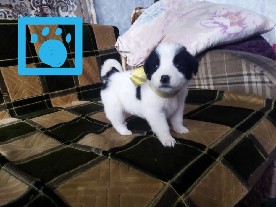 Щенки в хорошие руки!