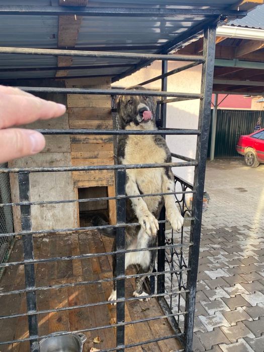 Кому нужен алабай звонить