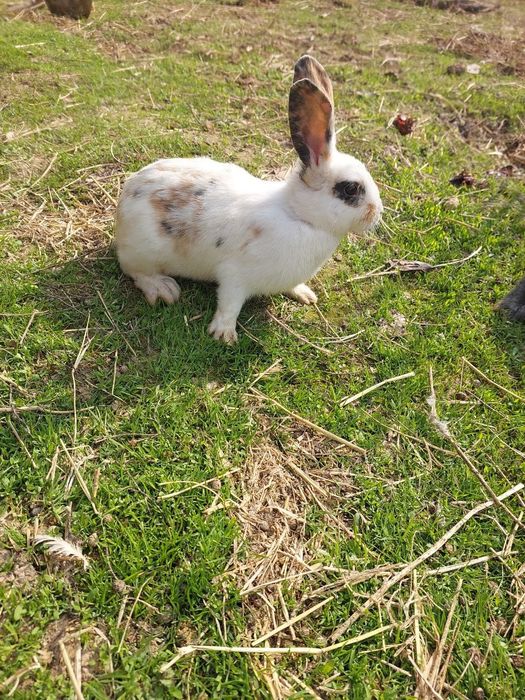 Quyon bolalari sotiladi