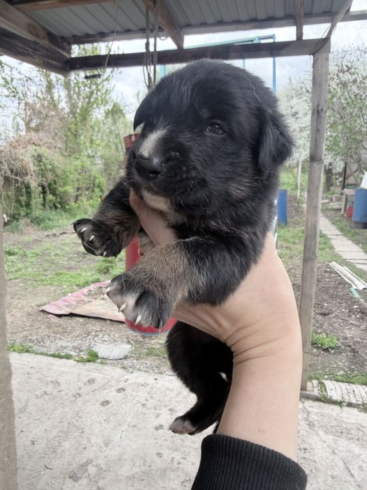 Ротивер породистые щенки