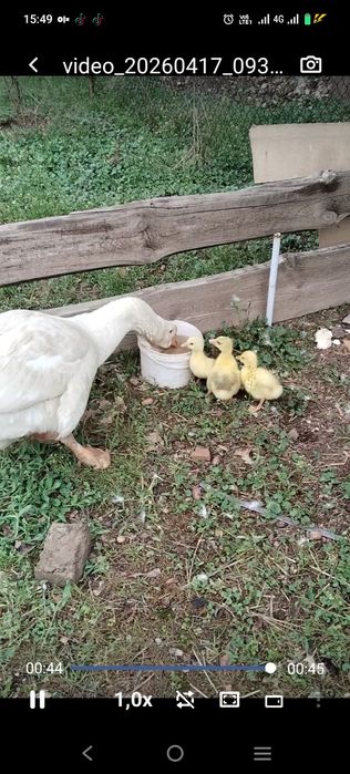 Гусыня  Халмагор помесь