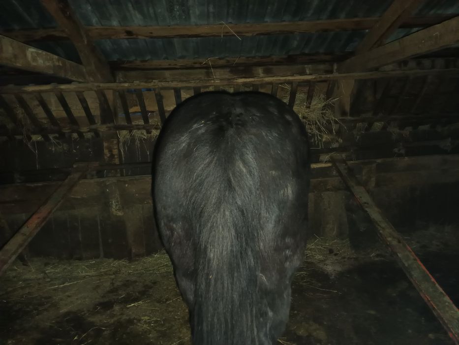 Vând o iapă Neagră