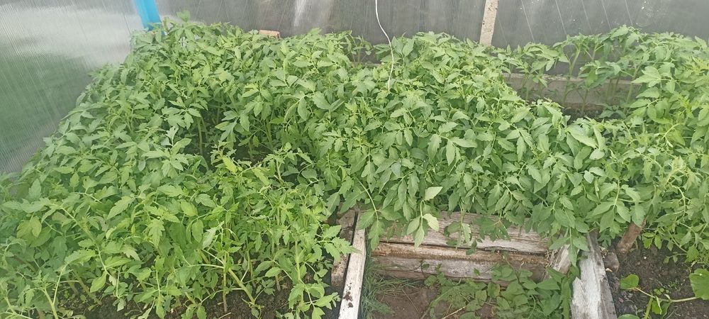Рассада помидор сорта разные