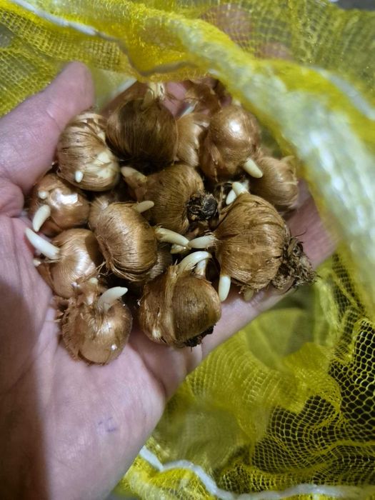 Bulbi de lalele, narcise. Lichidari de stoc. Preturi engros.