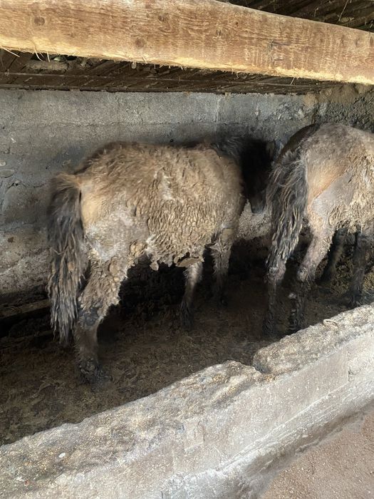 Бордакы тайлар 2бас