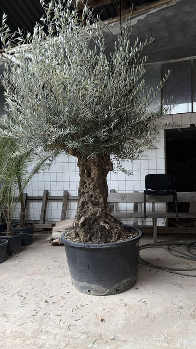 Maslin Oleea Europaea 100 ani