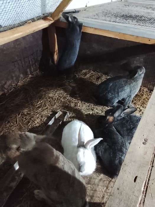 Продам домашних кроликов