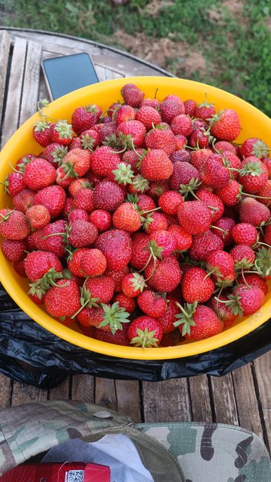 Продам свежую клубнику