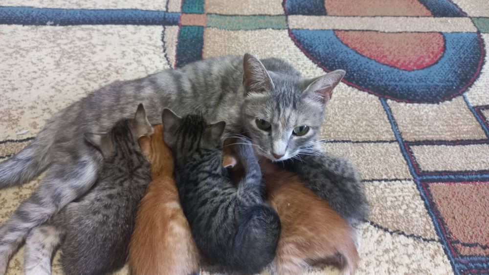 Отдам котят в хорошие руки