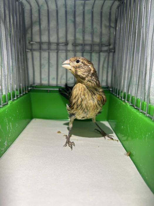 Kanareyka Канарейка