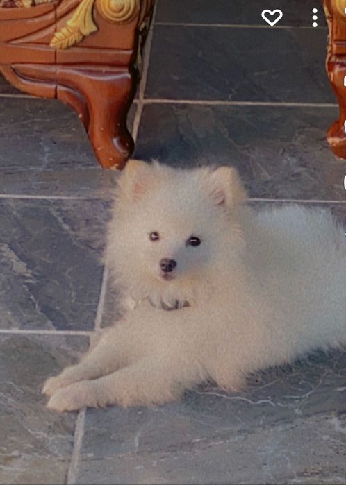 Померанче уникално