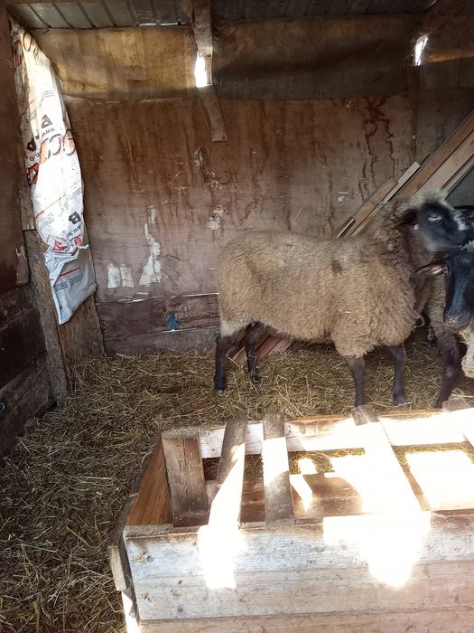 Oaie din carabaș depusă