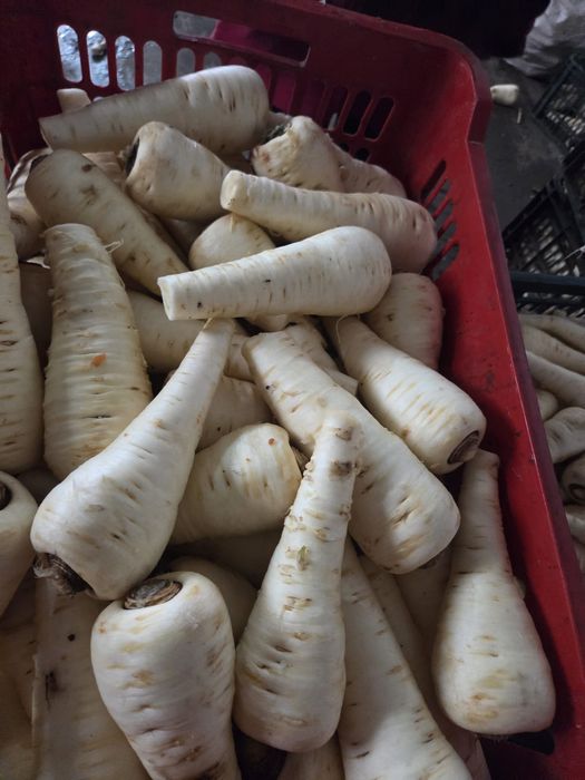 Vand Radacinoase cu pământ !