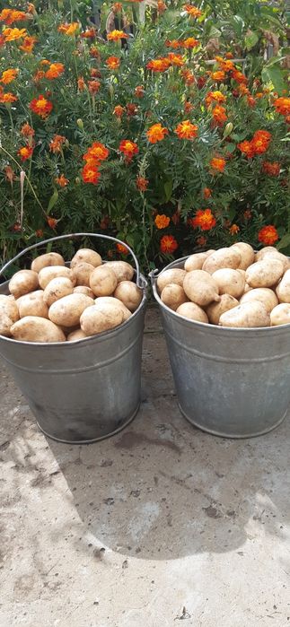 Продам картофель