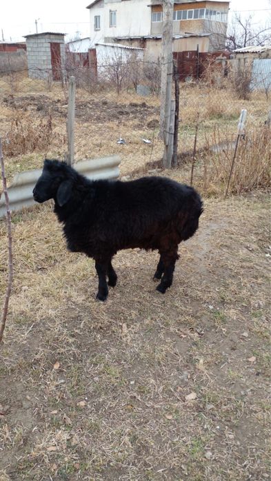 Қошқар сатылады.