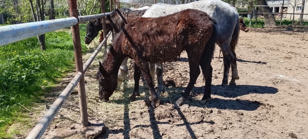 Жылкы 400 мыннан