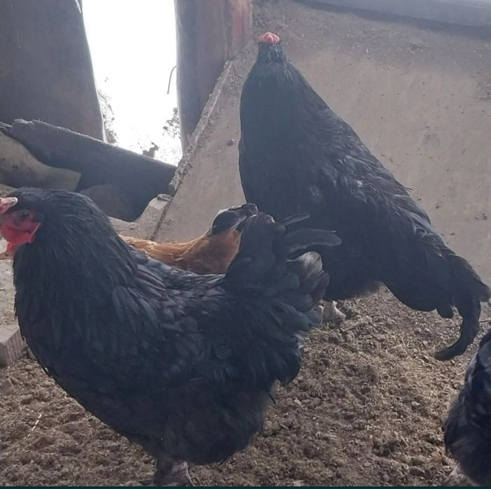 Продам Чёрных петухов.