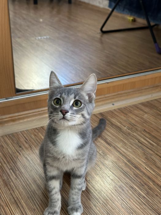 Котенок мальчик