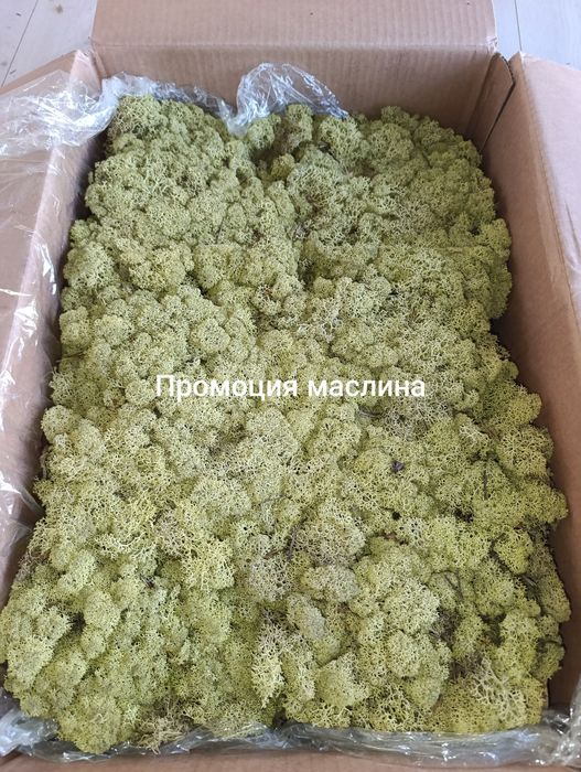 Скандинавски мъх високо качество за картини зелени стени, пана, декорации.