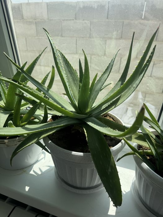 Комнатные растения