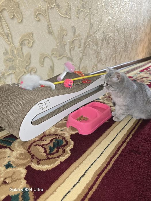 Мушук зудлик билан сотилади.