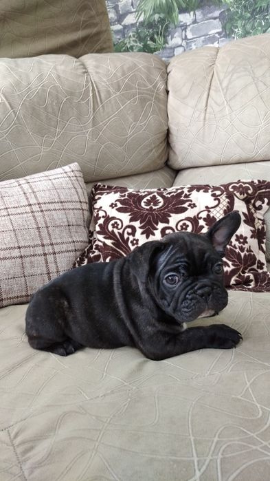 Французский бульдог