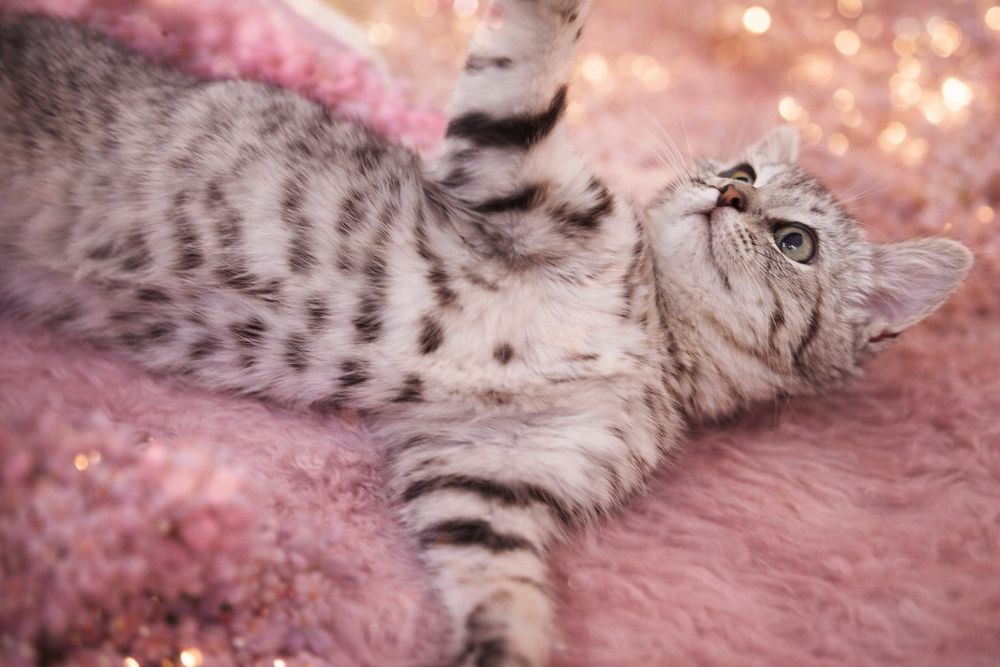 Отдам котенка в добрые руки