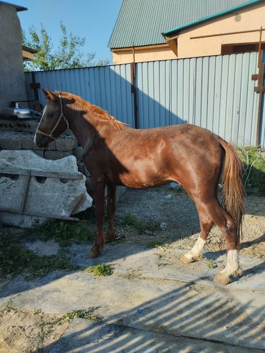 Дөнен сатылады...