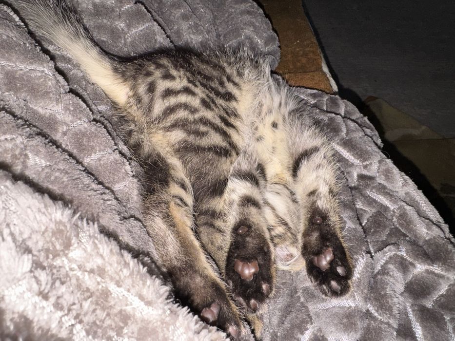 Отдам котенка в добрые руки