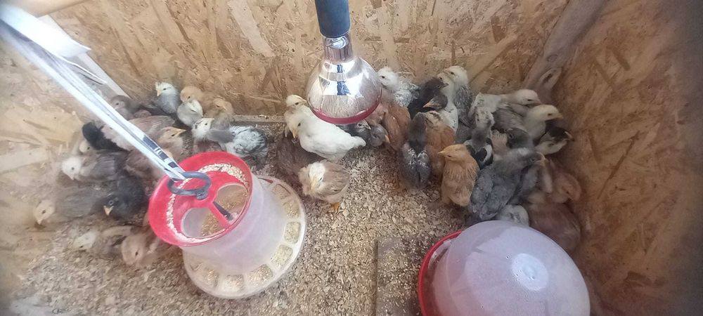 Pui țărănești crescuti natural – preț bun + livrare gratuită