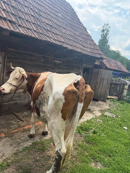 Vand vaca de 7 ani buna de lapte