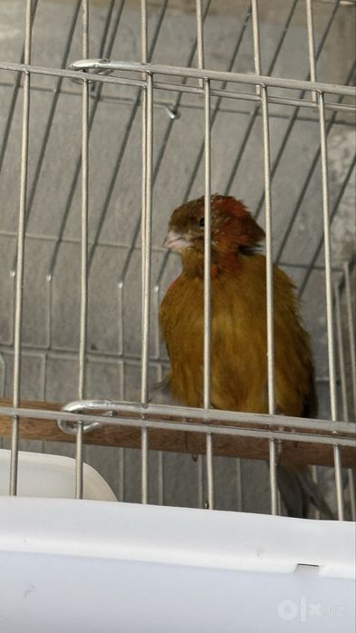 Канарейки Kanareyka Sotiladi