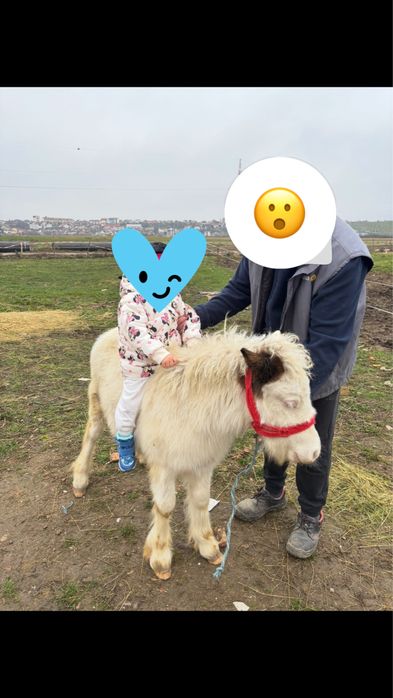 Armasar ponei de monta